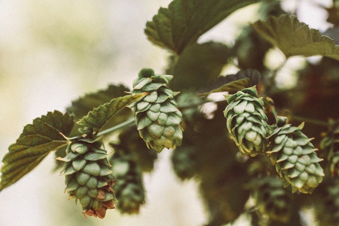 Fresh green hop cones growing among leaves on a hop plant